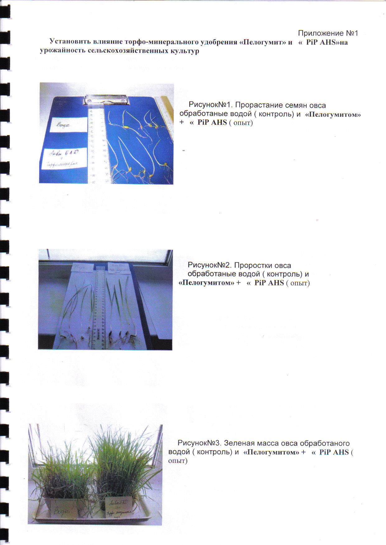 огород 1